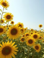 Obraz premium Vibrant yellow sunflower field, sunny day, day, countryside