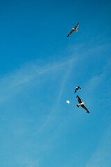 Low angle view of seagulls and full moon background.