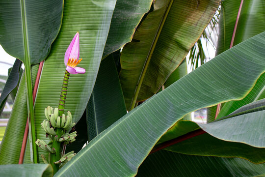 Bananeira florida	