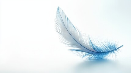 Obraz premium Delicate blue feather on a soft white background.