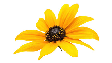 Yellow flower, transparent background