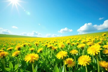 Obraz premium A sea of bright yellow dandelions covers the lush green grass under a brilliant blue sky with a few wispy clouds, wildflowers, flowers