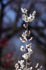 寒さに耐え気品よく咲く