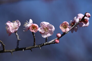 寒さに耐え気品よく咲く