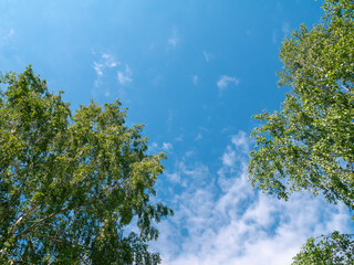 Tree tops against the blue sky and clouds. Green foliage of trees.