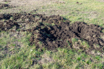Green lawn damaged by wild boars, torn up turf.
