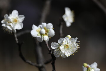 寒さに耐え気品よく咲く