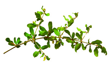 Natural branch with green leaves isolated on transparent background. Pomegranate tree branch leaf. Summer spring design elements, Cut out, PNG