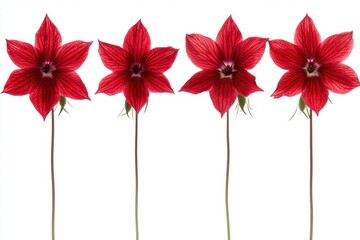 Obraz premium Four Red Flowers in a Row on White Background