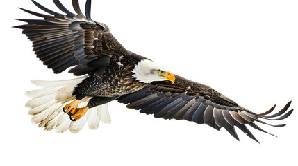 Obraz premium A bald eagle with a grey head and yellow feet soaring through the sky, symbolizing freedom, strength, and the majestic beauty of nature