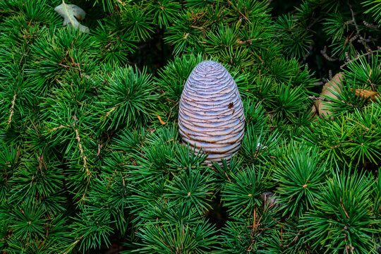 A cone of Lebanese cedar - Cedrus libani on a background of green needles