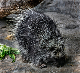 North american porcupine on the ground	