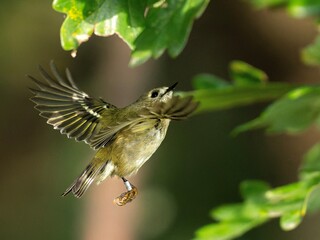 Wintergoldhähnchen auf der Jagd nach Spinnen