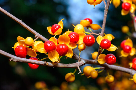 American bittersweet, Celastrus scandens - red fruits with seeds on an ornamental bush in the garden in autumn, Ukraine