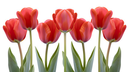 Five vibrant red tulips isolated on a white background, showcasing their natural beauty and elegance, perfect for floral designs and minimalist aesthetics