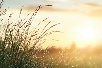Grassy field at sunrise highlighting dew and soft sunlight creating a serene atmosphere