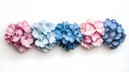 A minimalist flat lay of hydrangea blooms in varying shades of blue and pink on a clean white surface for a refreshing look