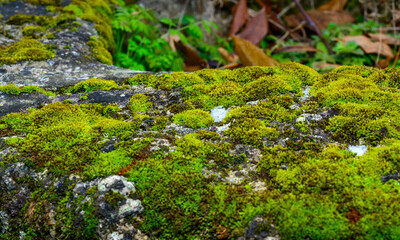 Green moss grows on natural shell stones, Ukraine