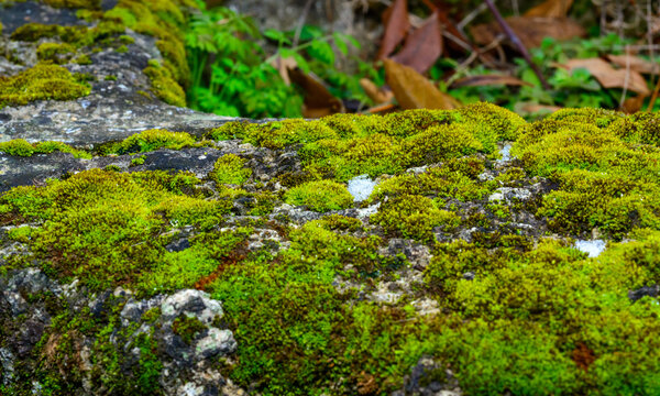 Green moss grows on natural shell stones, Ukraine