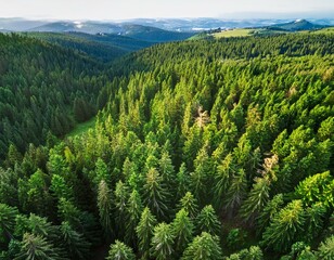 Obraz premium Generated image Aerial view of green forest of old spruce, fir and pine trees nature landscape