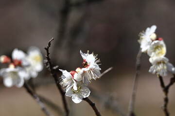 寒さに耐え気品よく咲く