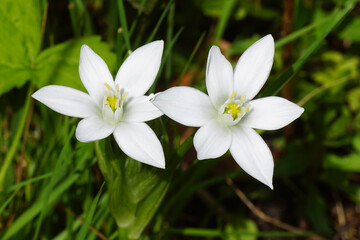 Fototapeta premium Closeup white flowers of Ornithogalum umbellatum, Star-of-Bethlehem of the family Asparagaceae in the garden. Spring, Netherlands, April