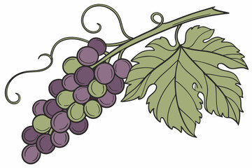 Grapes - Bunch of grapes with a curling vine and a leaf vector silhouette on a white background