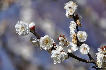 寒さに耐え気品よく咲く