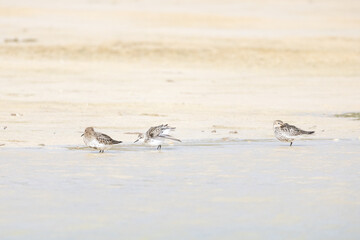 Alpenstrandläufer auf Futtersuche am Strand