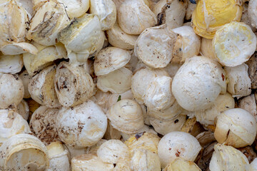 Agriculture concept, Stacked of natural cup lump rubber with selective focus, Fresh white latex after collected from plantation ready to transport to industry for another processed, Nature background.