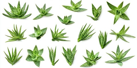 Green Aloe vera vegetable plant, many angles and view side top front cluster pile group isolated on white background cutout, Mockup template for artwork graphic design