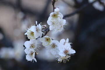 寒さに耐え気品よく咲く