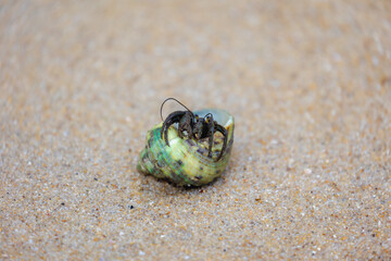 Hermit crabs in its natural habitat, Anomuran decapod crustaceans of the superfamily Paguroidea that have adapted to occupy empty scavenged mollusc shells to protect their fragile exoskeletons.