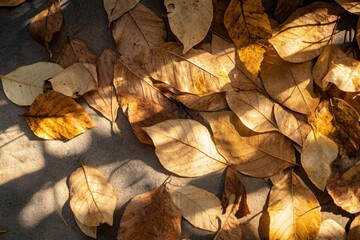Sunlit Autumn Leaves Scattered On Ground