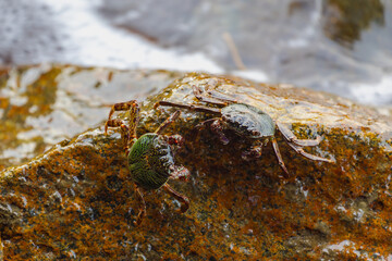 Selective focus of crab in its natural habitat, Leptograpsus variegatus, known as the purple rock crab is a marine large-eyed crab of the family Grapsidae, Living out naturally animal along seashore.
