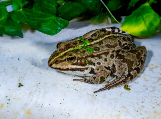 The marsh frog Pelophylax ridibundus, Ukraine