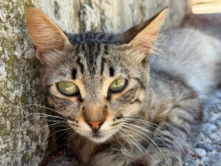 Cute tabby cat lying on floor.