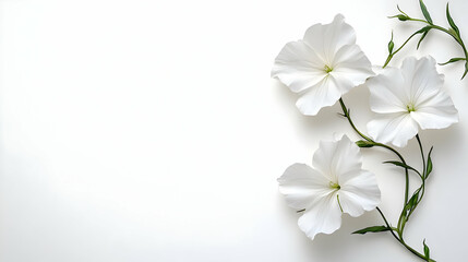 Fototapeta premium Intertwined Flowers on White Background Symbolizing Connection and Growth