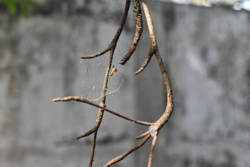 Rusty tree branches with spiderwebs hanging in natural outdoor setting