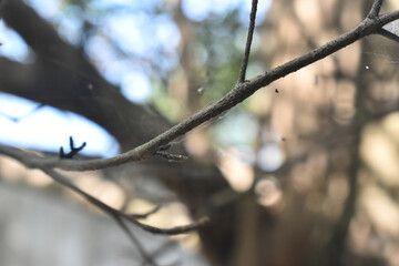 close up of tree branch with spiderwebs in natural outdoor setting