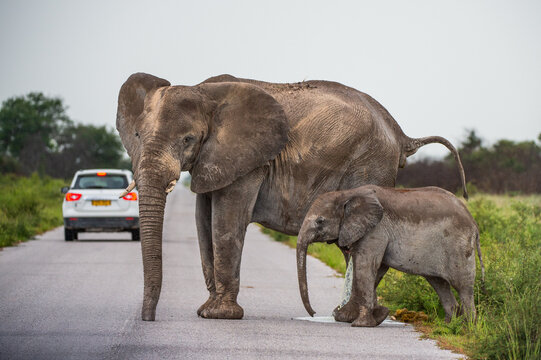elephnat with cild