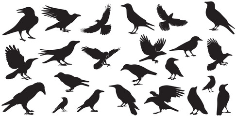 Set of crow raven silhouette vector. Collection of Crow and Raven Silhouette in different poses