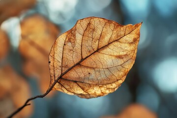 Obraz premium A single dried leaf backlit showing intricate veins