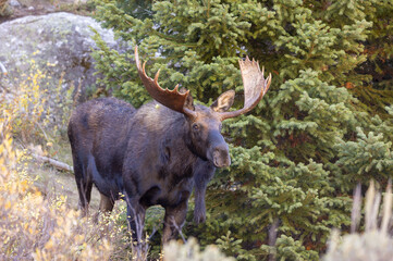Bull Moose in the rut in Autumn in Grand Teton National Park Wyoming