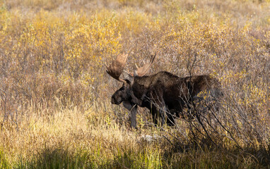 Bull Moose in the rut in Autumn in Grand Teton National Park Wyoming