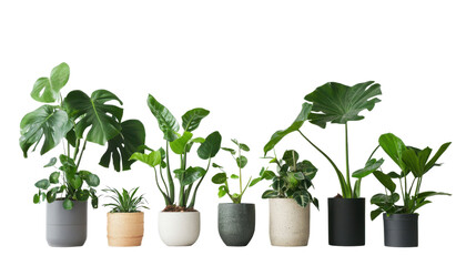 Indoor Plants in Various Pots for Home and Office Decoration Ideas