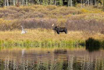 Bull Moose in the rut in Autumn in Grand Teton National Park Wyoming