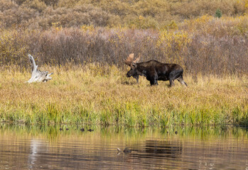 Bull Moose in the rut in Autumn in Grand Teton National Park Wyoming