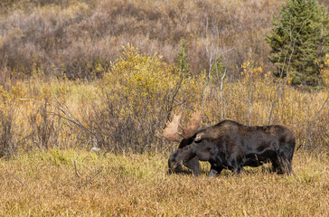 Bull Moose in the rut in Autumn in Grand Teton National Park Wyoming
