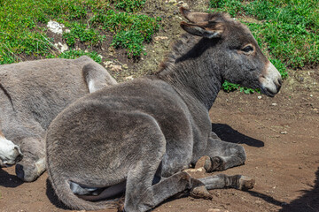 Donkey on a farm